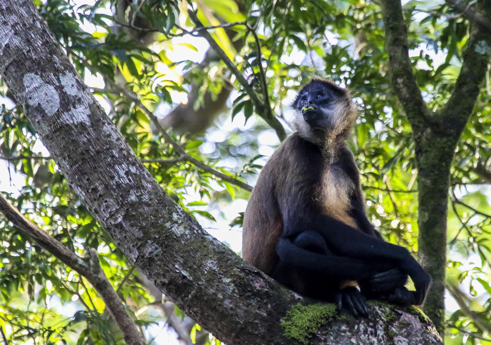 Spider Monkey